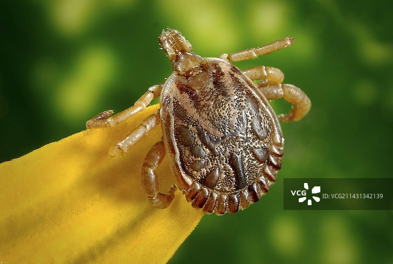 雄性辣椒壁虱图片素材