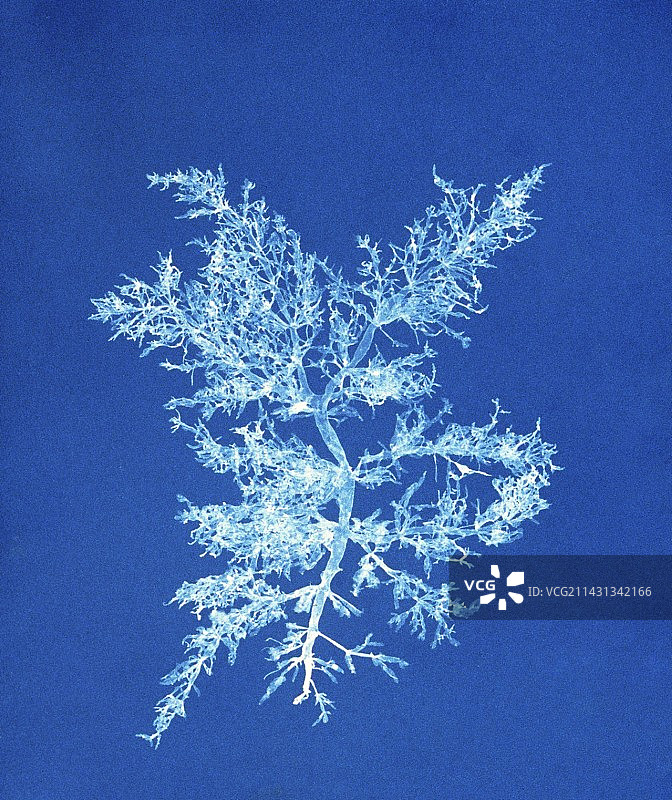 19世纪藻类蓝晒图图片素材