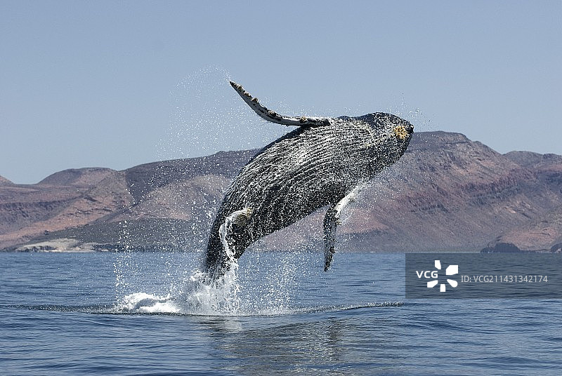座头鲸跃出水面图片素材