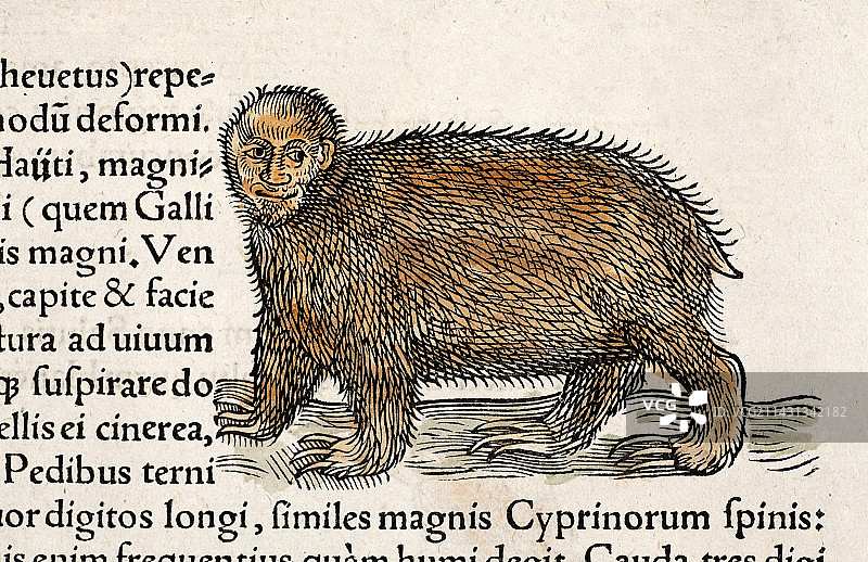 1560年格斯纳人面树懒图片素材