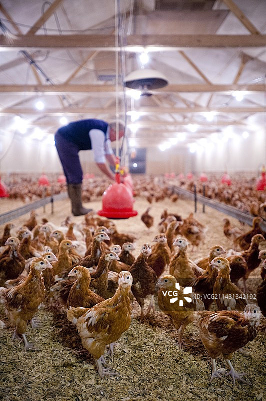 养鸡业图片素材