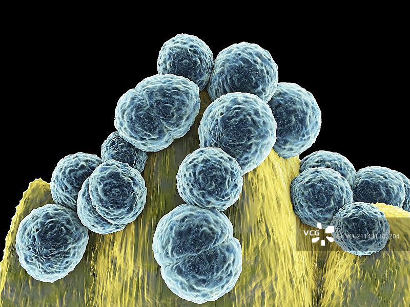金黄色葡萄球菌耐甲氧西林菌图片素材