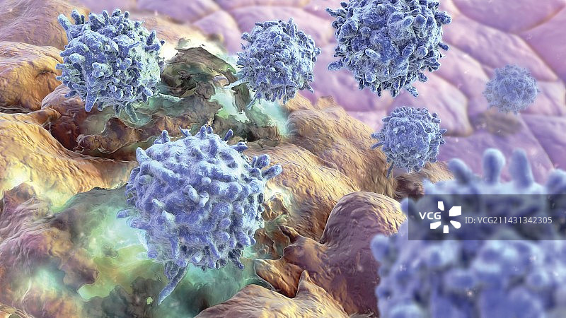 细胞毒性T淋巴细胞艺术图图片素材