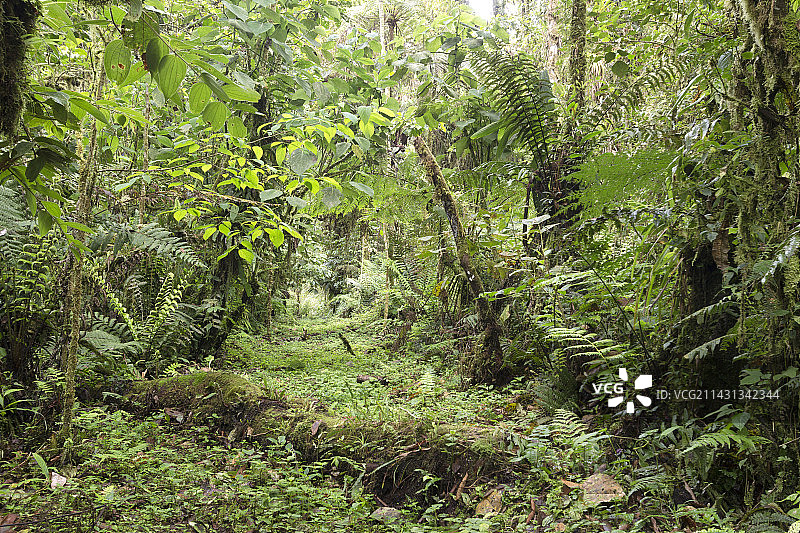 亚马逊云雾森林图片素材