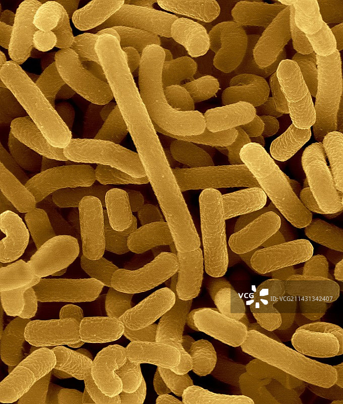 嗜酸乳杆菌扫描电镜图片素材