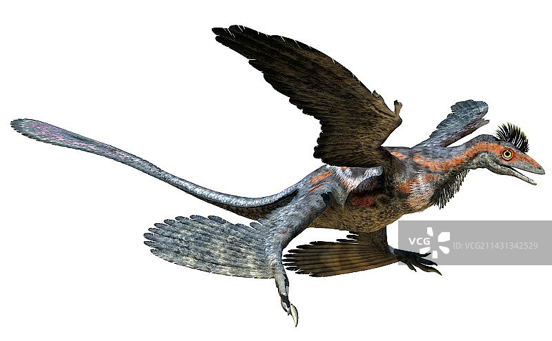 小盗龙，插图图片素材