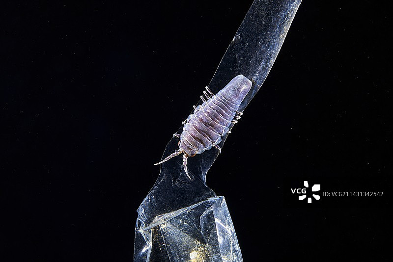 塑料垃圾上的海洋等足虫图片素材