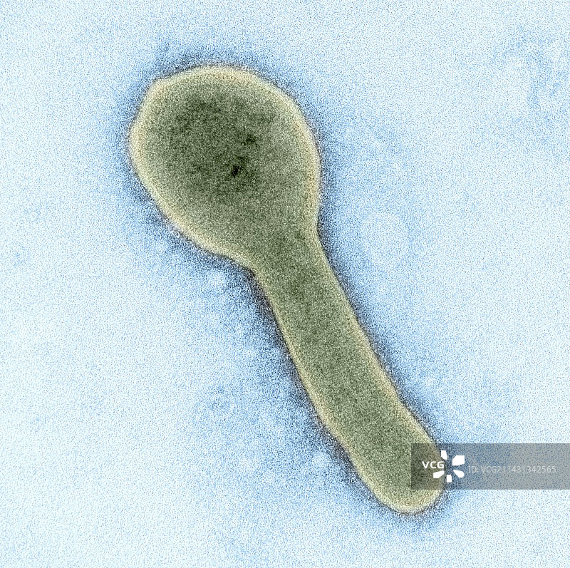 马尔堡病毒，TEM图片素材