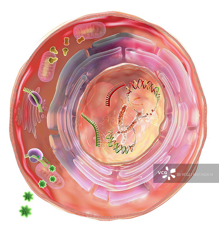 人类内源性逆转录病毒和细胞图图片素材