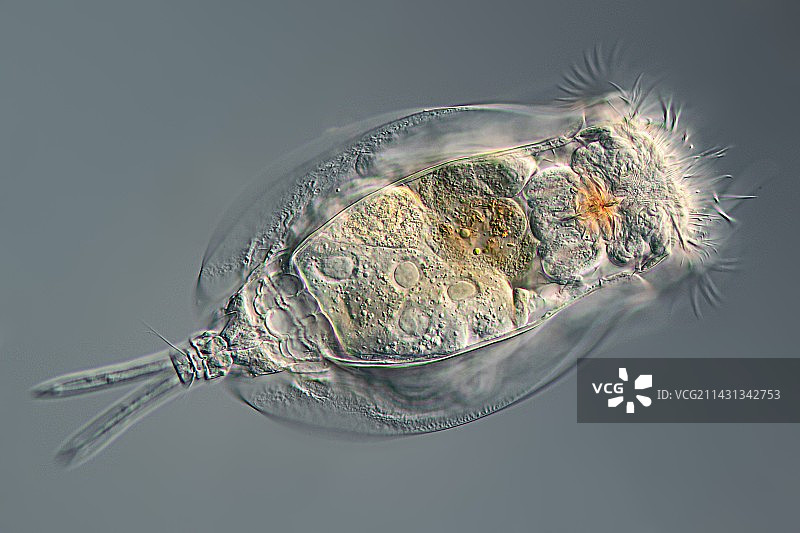 轮虫显微照片图片素材