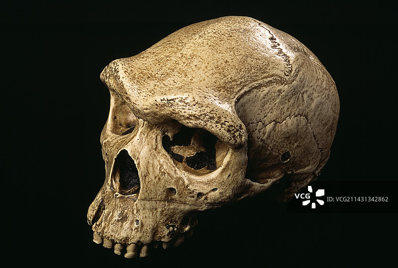 罗得西亚男人头骨图片素材