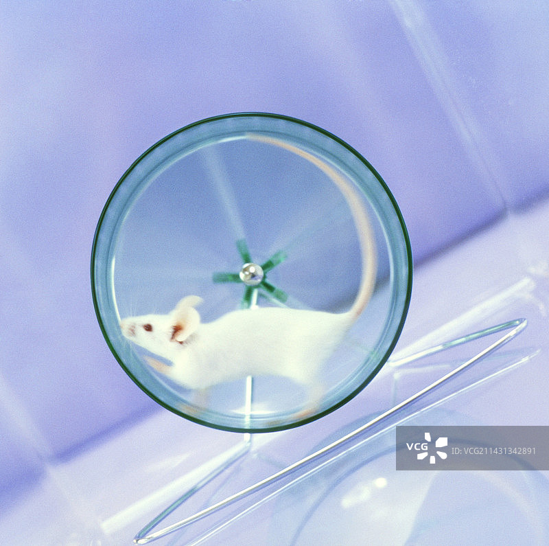 实验小鼠图片素材
