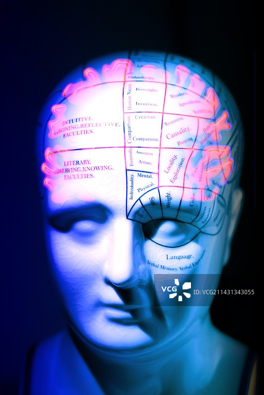 颅相学模型图片素材