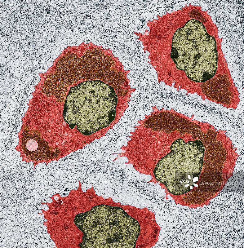 软骨细胞（透射电镜图）图片素材