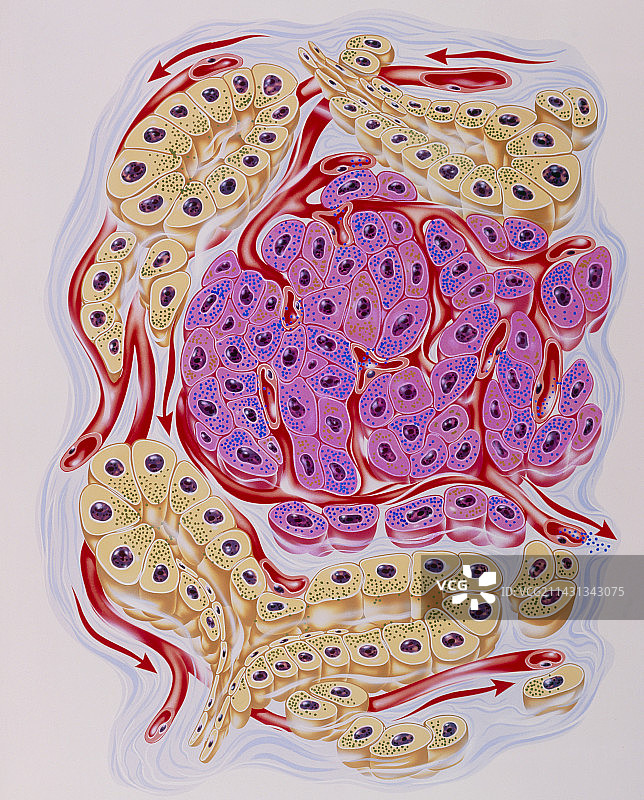 人胰腺分泌细胞插图图片素材