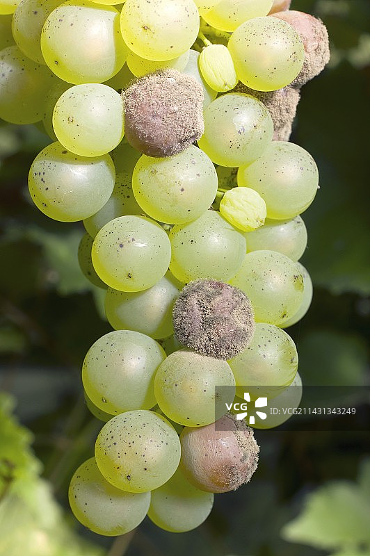 葡萄藤上发霉的葡萄图片素材