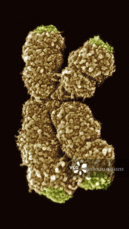 人类10号染色体，扫描电子显微镜图片素材