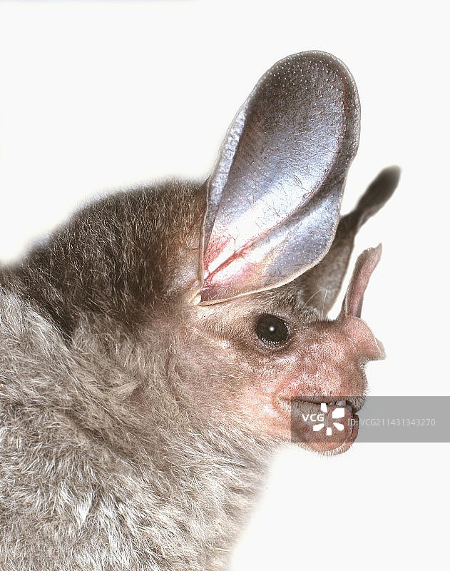 蓬松的假吸血蝠图片素材