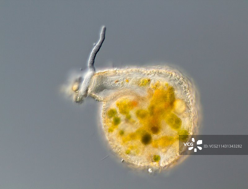 有壳变形虫显微照片图片素材
