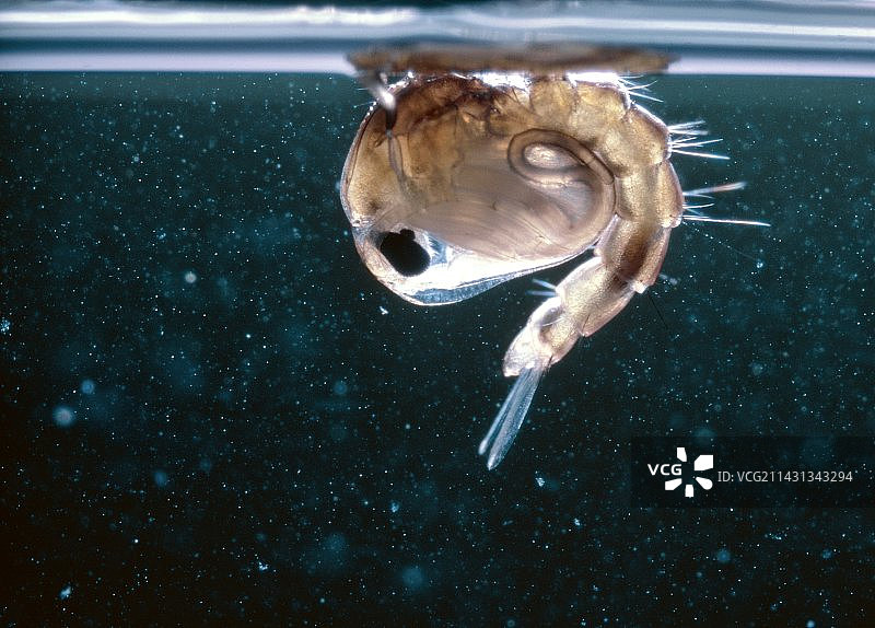 蚊子的蛹图片素材