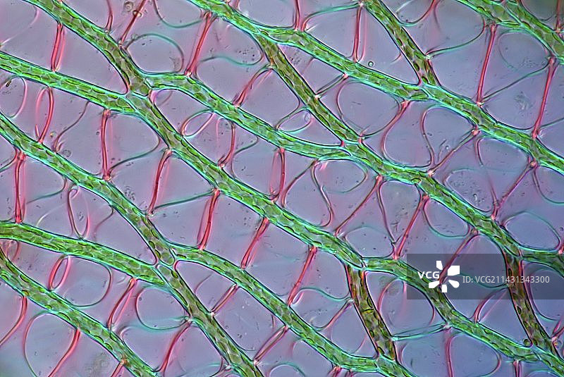 泥炭藓细胞，光学显微照片图片素材