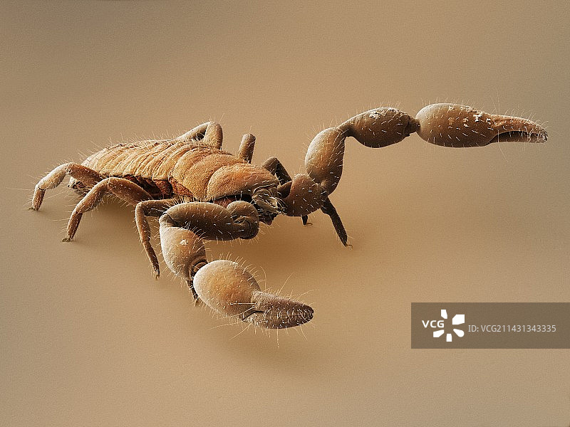 伪蝎（扫描电镜显微镜）图片素材