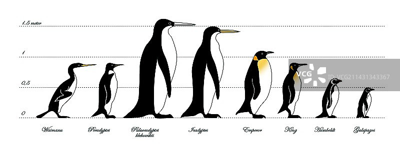 已灭绝和现存的企鹅对比图片素材