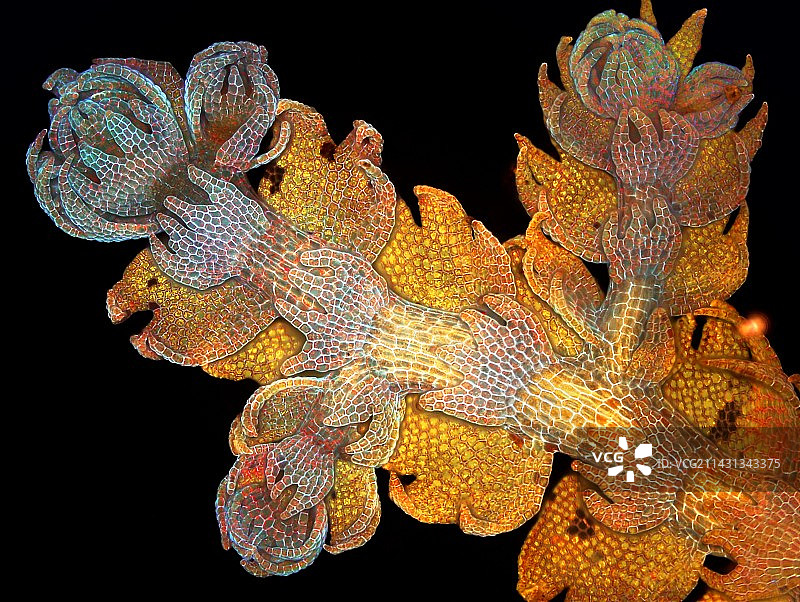 苔类植物嫩芽的光学显微照片图片素材