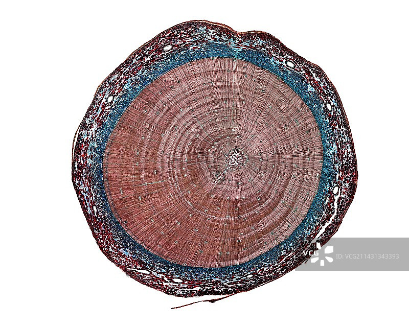 欧洲赤松老树干图片素材