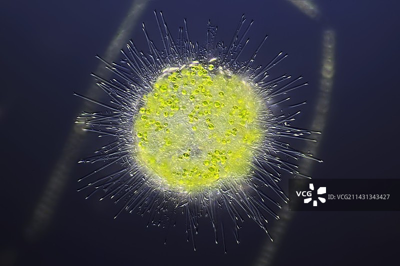 太阳虫原生动物显微照片图片素材