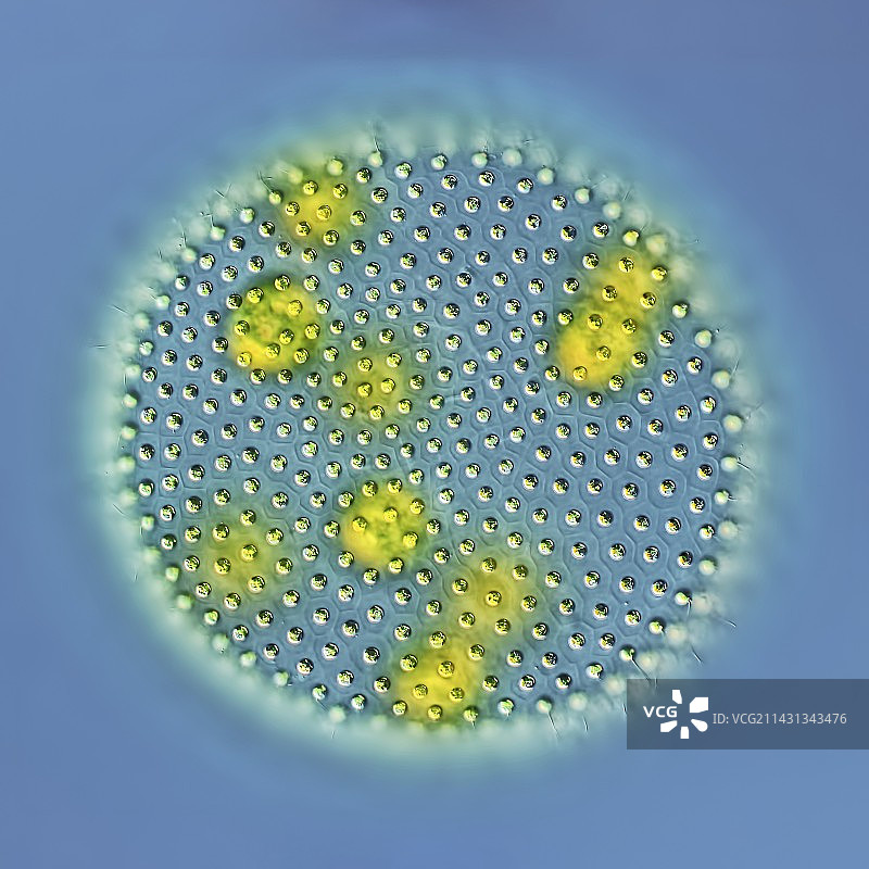 团藻绿色藻类显微照片图片素材
