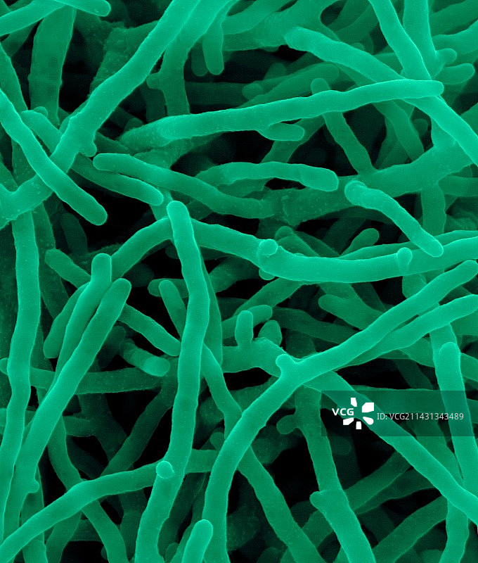 棘孢糖多孢菌，土壤放线菌，扫描电镜图片素材