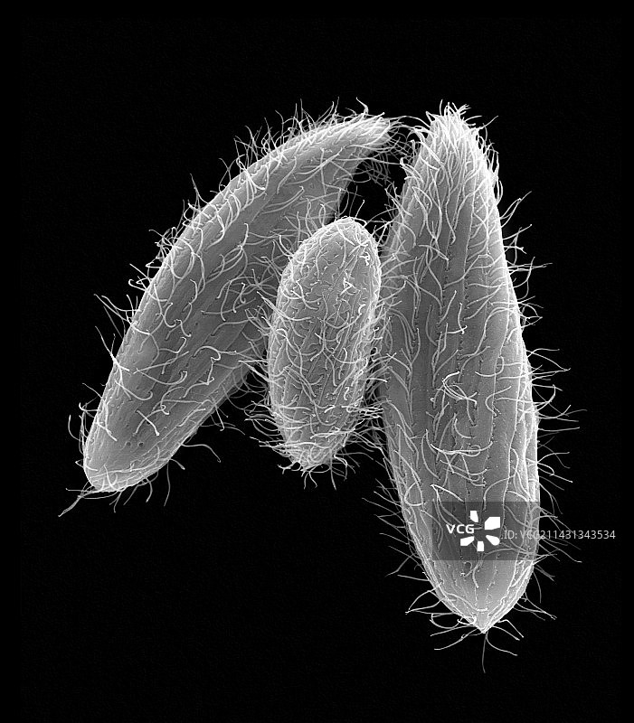 纤毛原生动物（嗜吞四膜虫），扫描电子显微镜图片素材