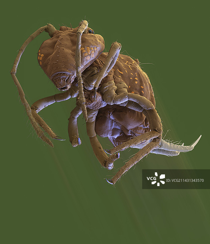 弹尾虫，扫描电镜图片素材