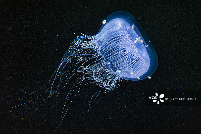 水晶水母与端足类动物图片素材