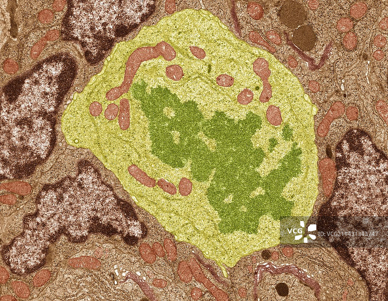 有丝分裂，透射电子显微镜图片素材