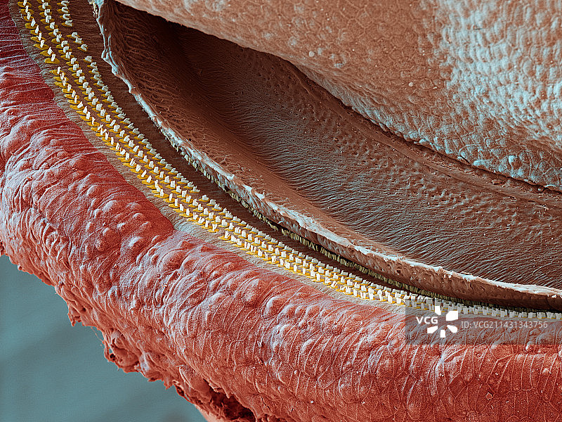 科蒂氏器，扫描电镜图片素材