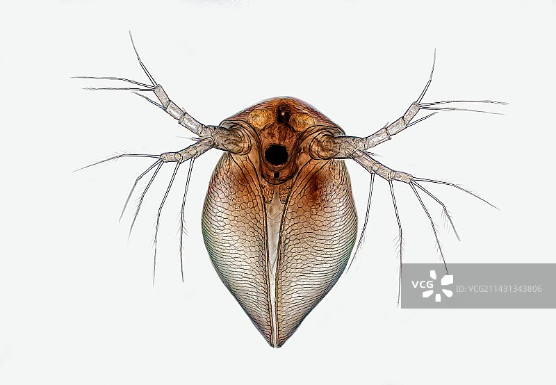 水蚤显微照片图片素材