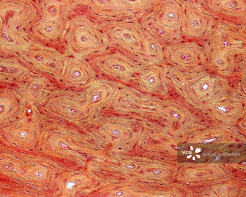 骨密质骨单位，光学显微照片图片素材