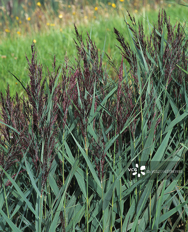 污水处理芦苇床图片素材