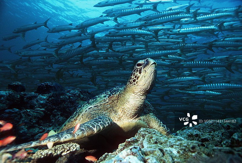 绿海龟图片素材