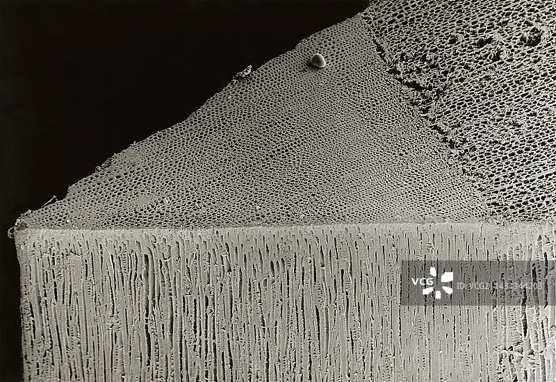 苏格兰松木材图片素材