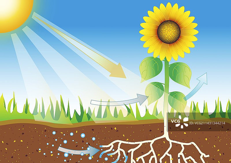 光合作用艺术作品图片素材