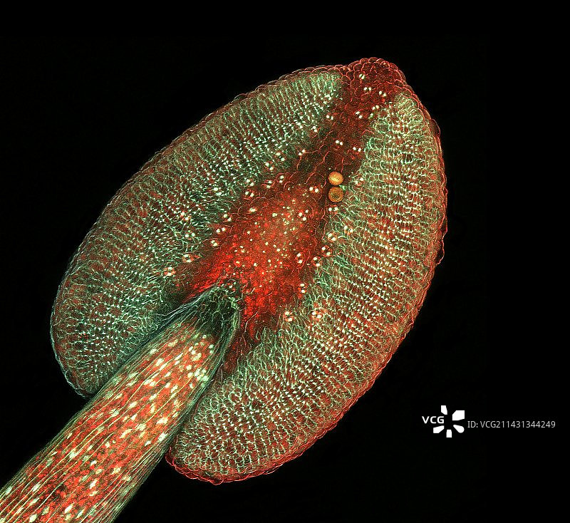 拟南芥花药显微照片图片素材