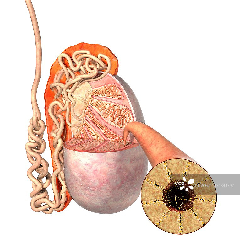 睾丸解剖结构图片素材