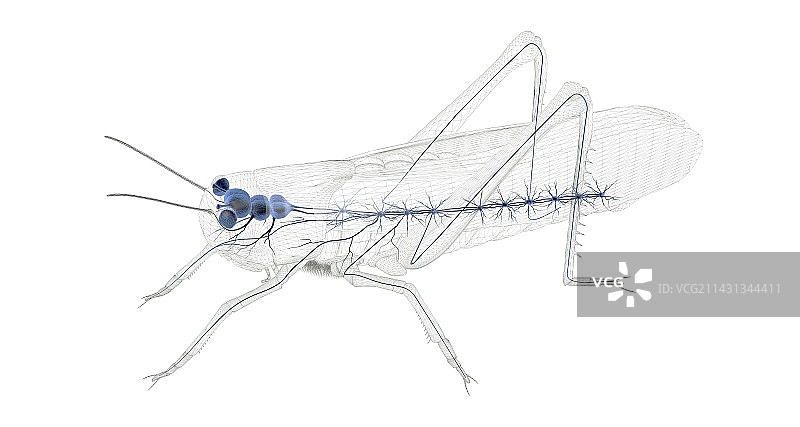 蚱蜢神经系统示意图图片素材