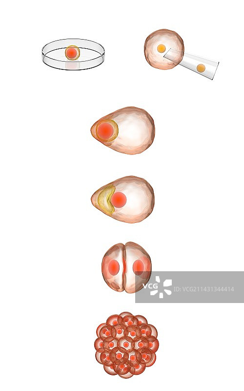 动物克隆过程插画图片素材