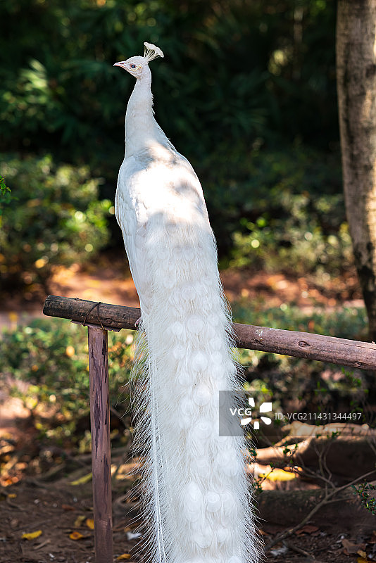 重庆动物园，白孔雀图片素材