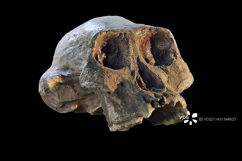 阿法南方古猿头骨模型图片素材