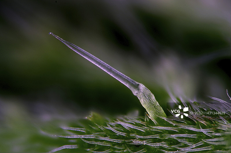 荨麻刺毛的光学显微照片图片素材